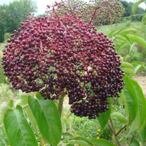Pocahontas Elderberry