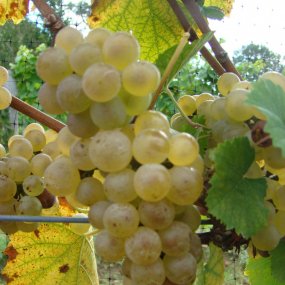 Auxerrois - Grafted