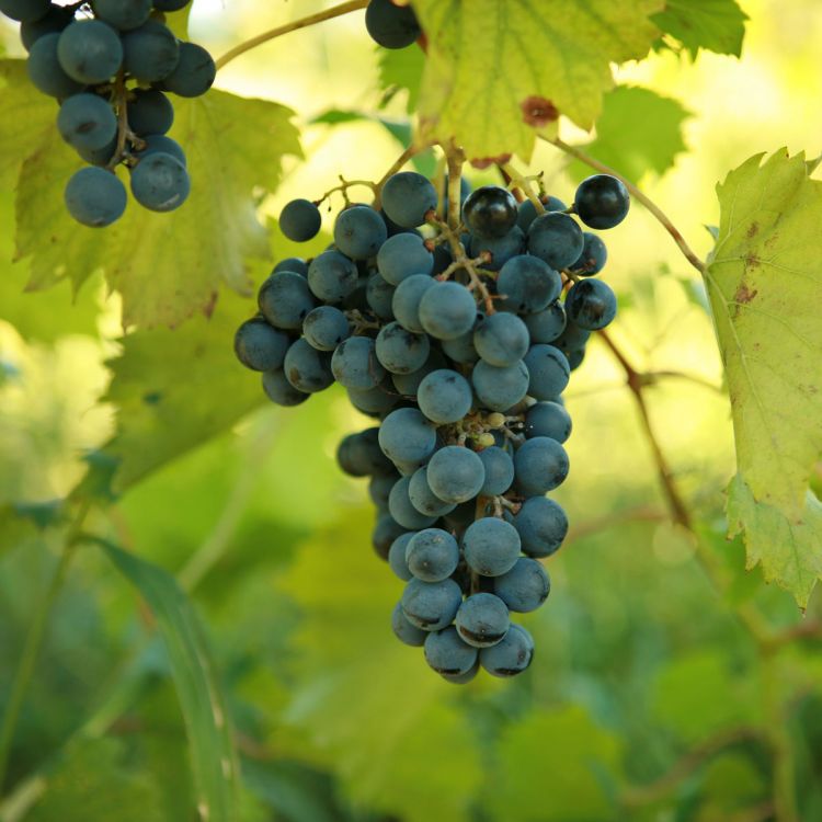 Buy Chambourcin - Grafted Grapevines