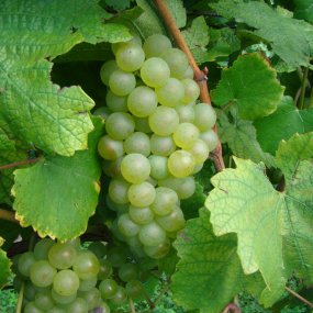 Chardonnay - Grafted