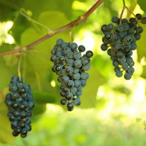 Norton (Cynthiana) - Grafted