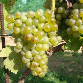 Gruner Veltliner - Grafted