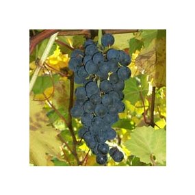 Landot Noir (Landot 4511)