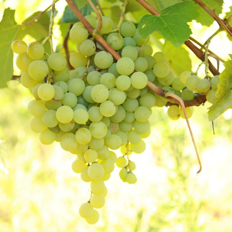 Buy Marquis Grapevines