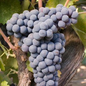 Mourvédre - Grafted