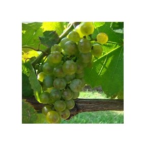 Petit Manseng - Grafted