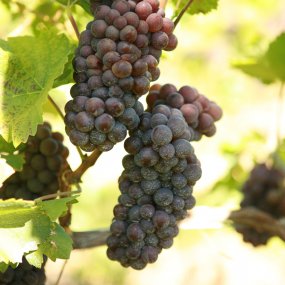 Pinot Gris - Grafted