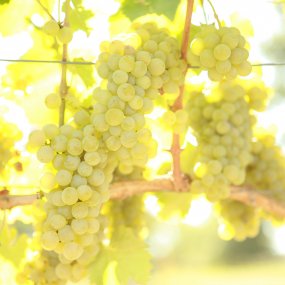 Sauvignon Blanc - Grafted