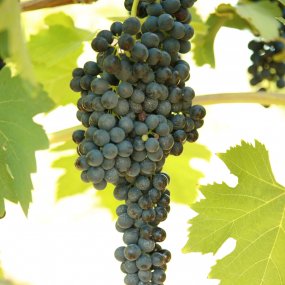 Shiraz - Grafted