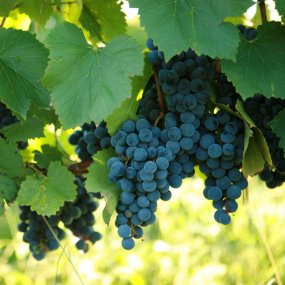 St. Vincent Certified