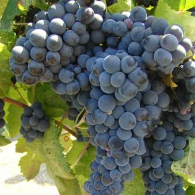 Tannat - Grafted