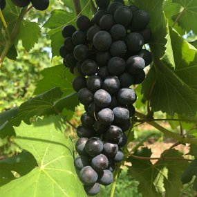 Teroldego – Grafted