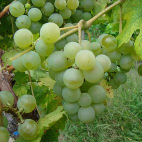 Valvin Muscat - Grafted
