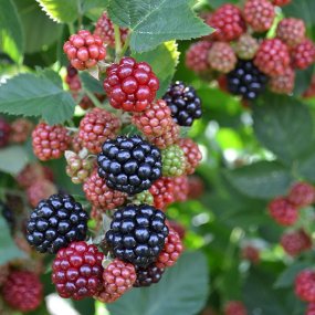 Chester Blackberries (Thornless)