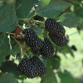 Prime Ark® Freedom Blackberries