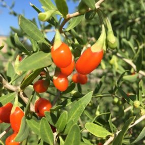 Goji Berries