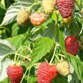 Polana Raspberries