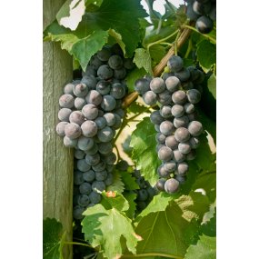 Everest Seedless (NY98.0228.02)