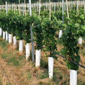 Zipset™ Tree and Vine Wraps - Individual Wraps