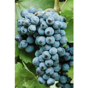 Cabernet Volos- Grafted