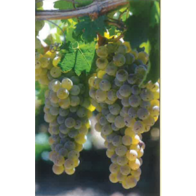 Caminante Blanc - Grafted