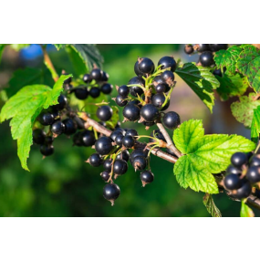 Consort Black Currants