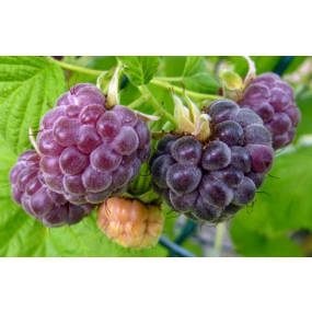 Glencoe Purple Raspberries