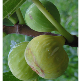 Black Mission Fig