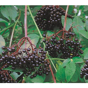 Nova Elderberries