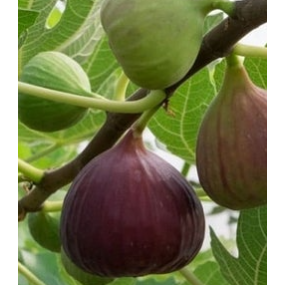 Olympian Common Fig
