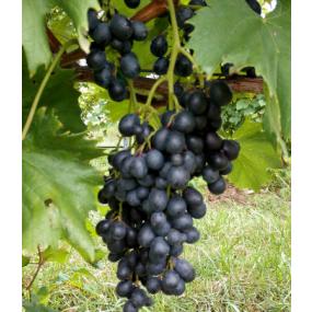 San Marco -  Grafted