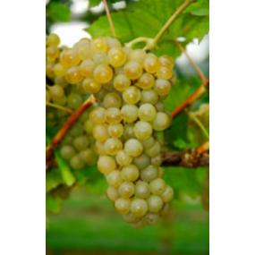 Sauvignon Kretos - Grafted