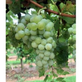 Indulgence **NEW RELEASE**