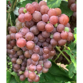 Dazzle **NEW RELEASE**