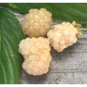 Snowbank Blackberries