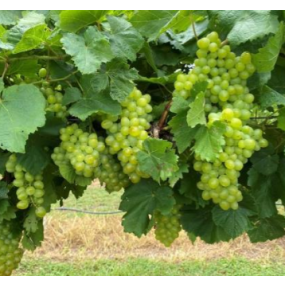 SOUTHERN SENSATION - CERTIFIED GRAFTED