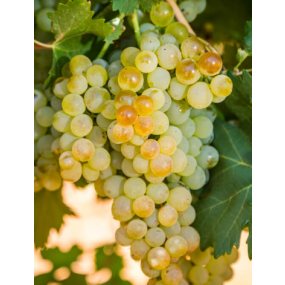 Vermentino - Grafted