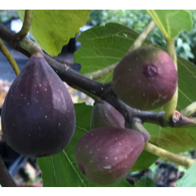 Violette de Bordeaux Fig